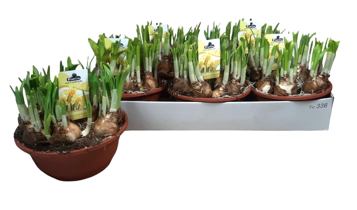 <h4>NARC O TETE A TETE</h4>