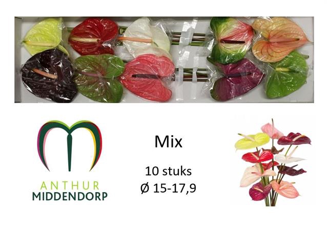 <h4>Anthurium mix in box</h4>