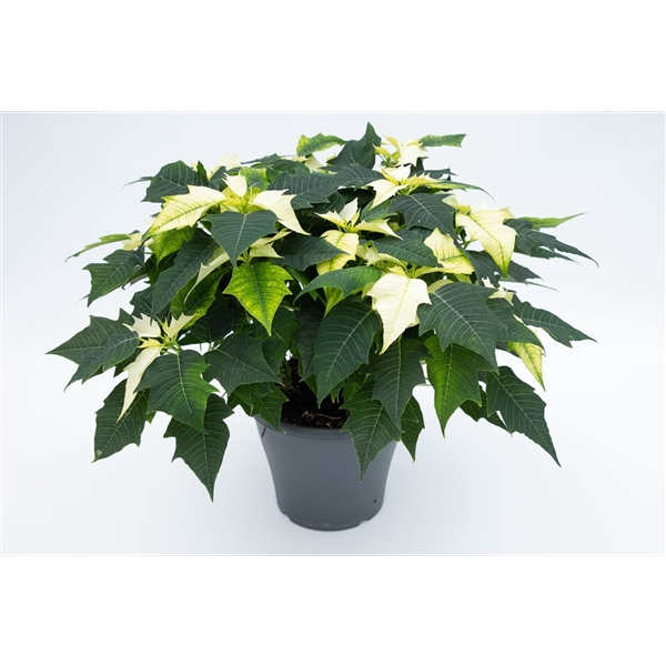 <h4>Euphorbia pulcherrima toef wit</h4>