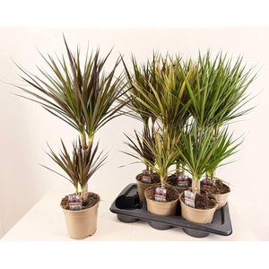 Dracaena   ...mix