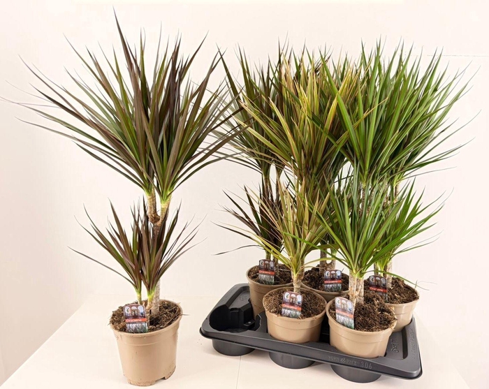 <h4>Dracaena   ...mix</h4>