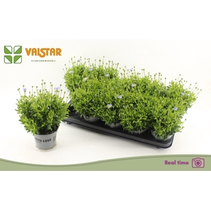 FELI AM FELICIT BLUE