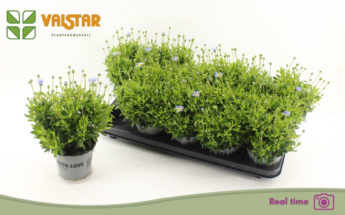 <h4>FELI AM FELICIT BLUE</h4>