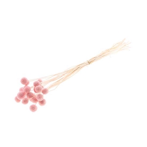 Bunch Craspedia 20pcs L50