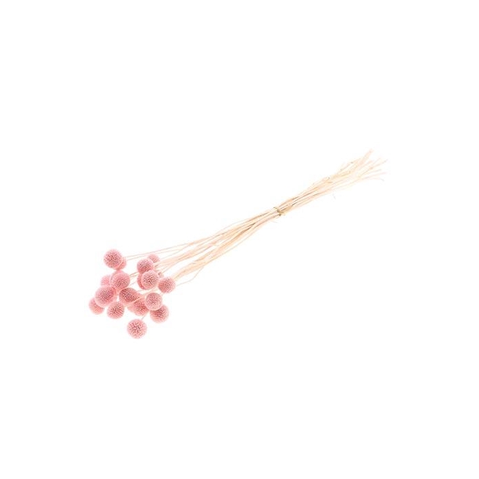 <h4>Bunch Craspedia 20pcs L50</h4>