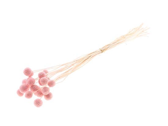 Bunch Craspedia 20pcs L50