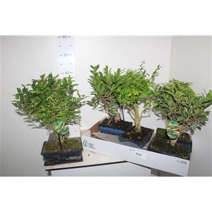 Bonsai Gem