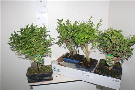 <h4>Bonsai Gem</h4>