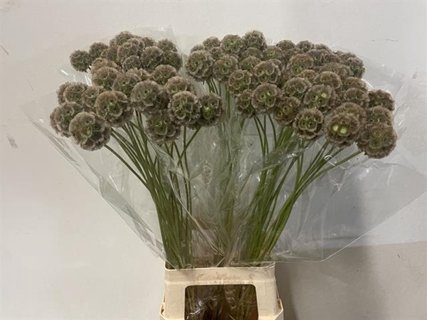 SCABIOSA STELLAT  ZD