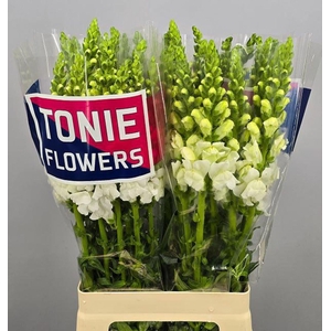 ANTIRRHINUM MAJUS 'MARYL WHITE'