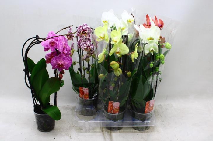 <h4>PHAL EL CASCADE</h4>