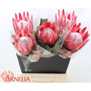 PROTEA CY MADIBA