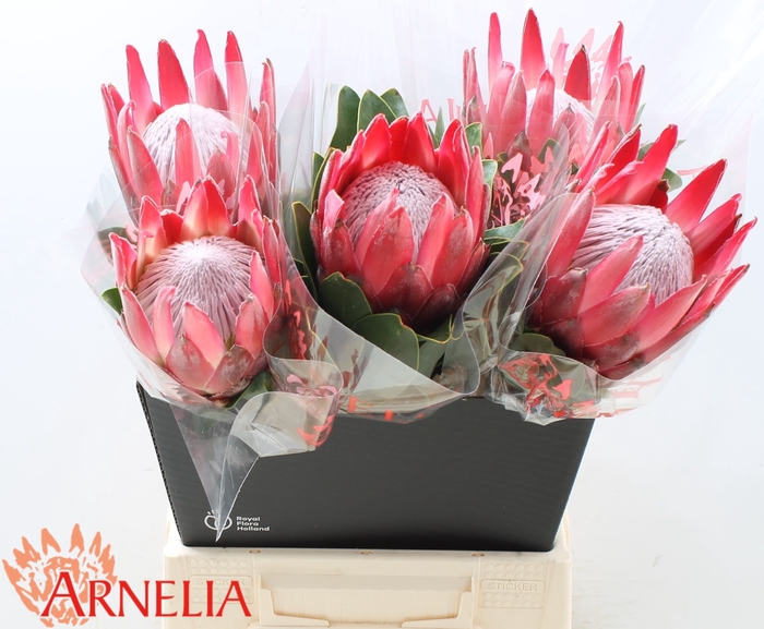 <h4>PROTEA CY MADIBA</h4>