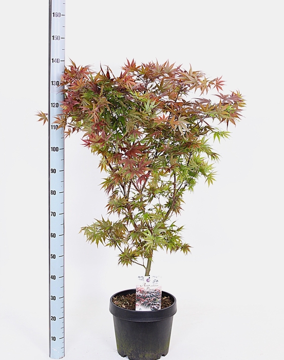 <h4>ACER PA PIXIE</h4>