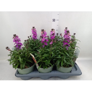 Erysimum linifolium 'SupBowl Sunse'