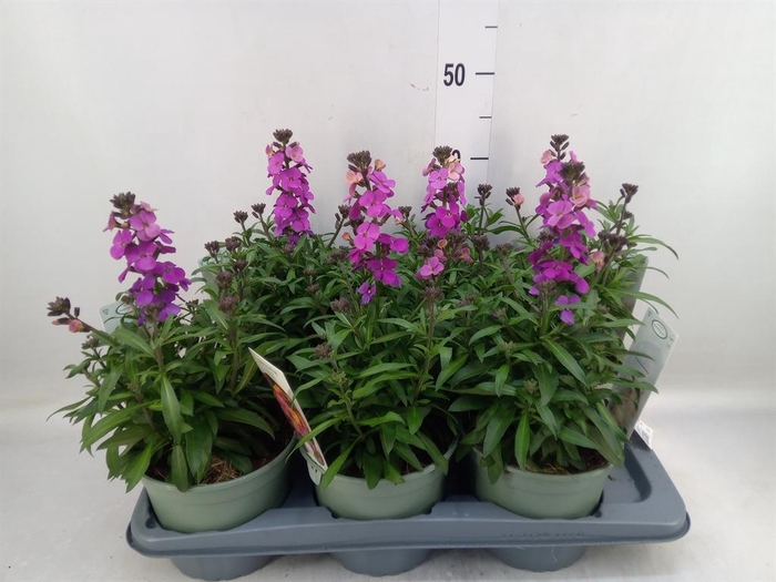 <h4>Erysimum linifolium 'SupBowl Sunse'</h4>