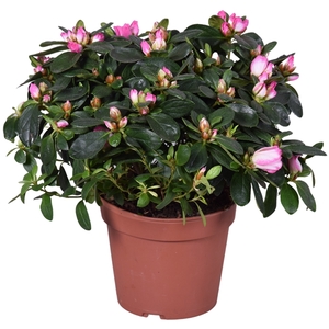 Azalea Vogel 'Hulsten' roze/wit 14cm