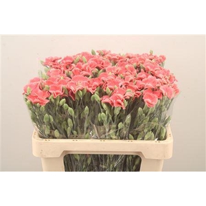 Di Symply Salmon Rose