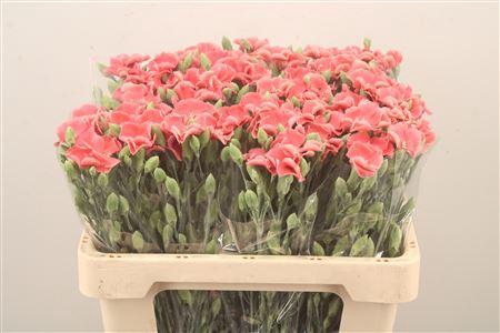 <h4>Di Symply Salmon Rose</h4>