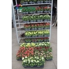 Antirr Ma Mixk 1 Klr Per Tray