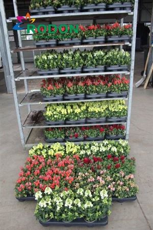 Antirr Ma Mixk 1 Klr Per Tray