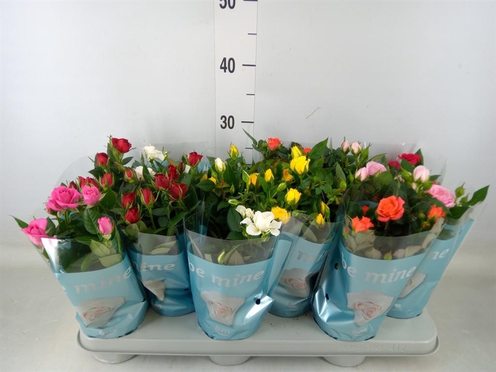 <h4>Rosa  'Beau Monde'   ...mix</h4>