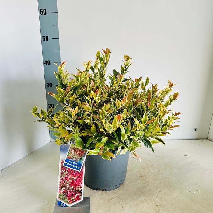 <h4>Leucothoe walteri</h4>