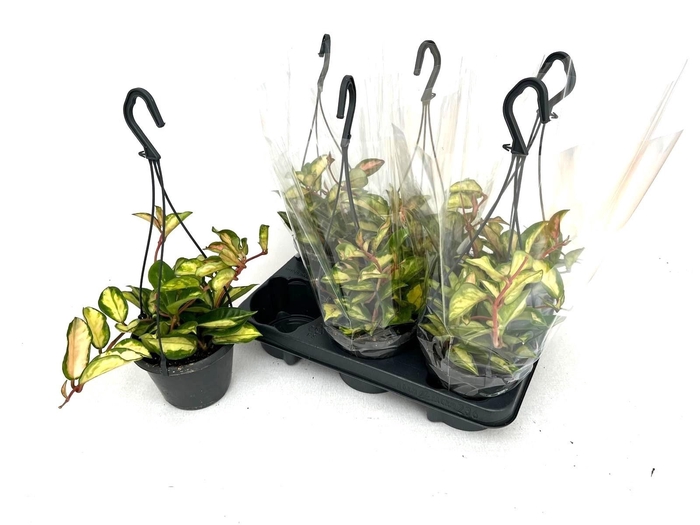 <h4>HOYA C TRICOLOR</h4>