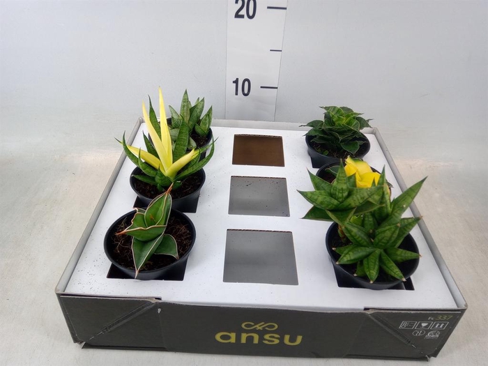 <h4>Sansevieria   ...</h4>