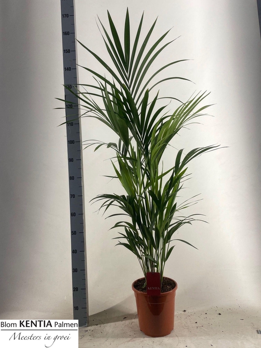 <h4>HOWEA FORSTERIANA</h4>