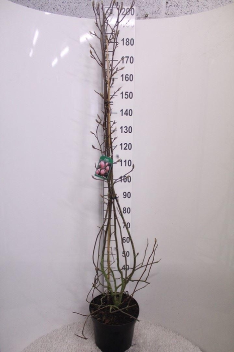 <h4>Magnolia soulang.</h4>