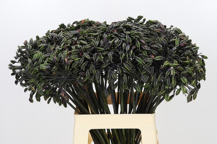 <h4>Agapanthus Seed</h4>