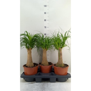 Beaucarnea recurvata