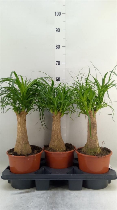 <h4>Beaucarnea recurvata</h4>