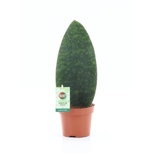 SANSEVIERIA GRANDIS