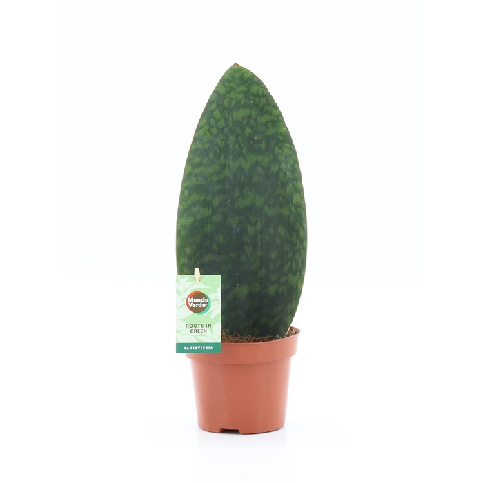 <h4>SANSEVIERIA GRANDIS</h4>