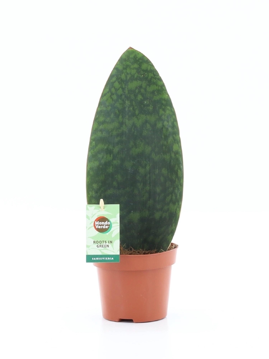 SANSEVIERIA GRANDIS
