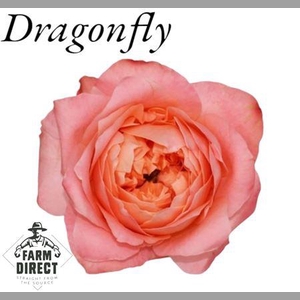 R Gr Dragonfly