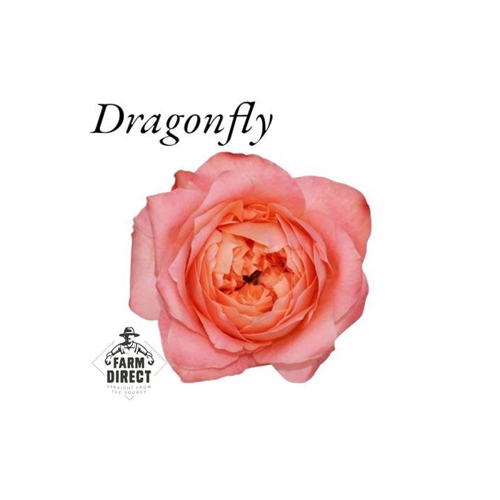 <h4>R Gr Dragonfly</h4>
