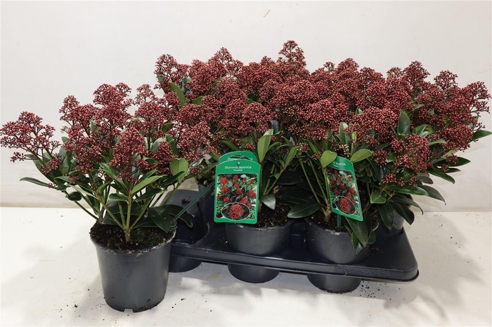 <h4>arr8 Skim J Rubella</h4>