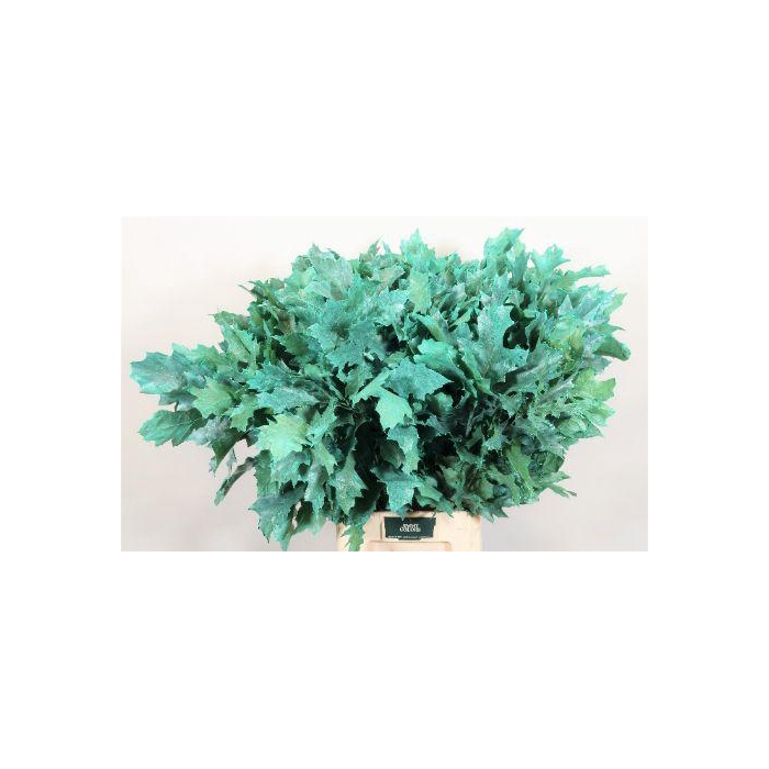 <h4>Quercus Rubra L80 Frost Mint</h4>