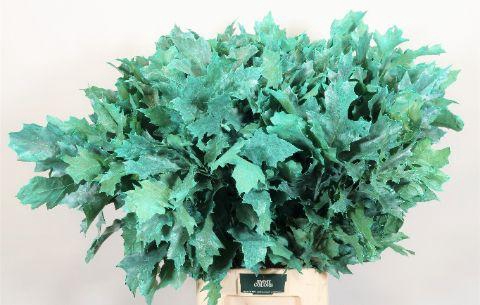 <h4>Quercus Rubra L80 Frost Mint</h4>