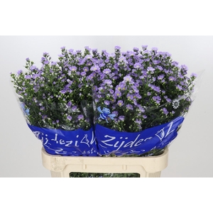 Aster Cassandra