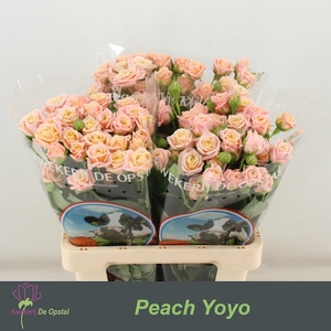 R Tr Peach Yo-Yo Opstal