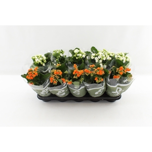 KALAN CALAN WHITE/ORANGE P12