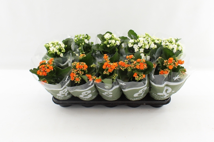 <h4>KALAN CALAN WHITE/ORANGE P12</h4>