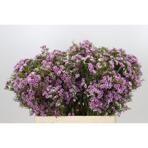 Chamelaucium Giselle