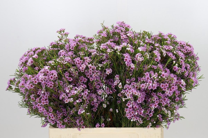 <h4>Chamelaucium Giselle</h4>