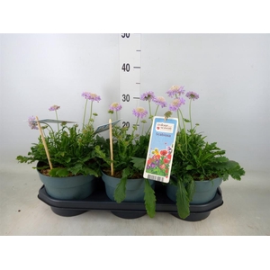 Scabiosa columb.