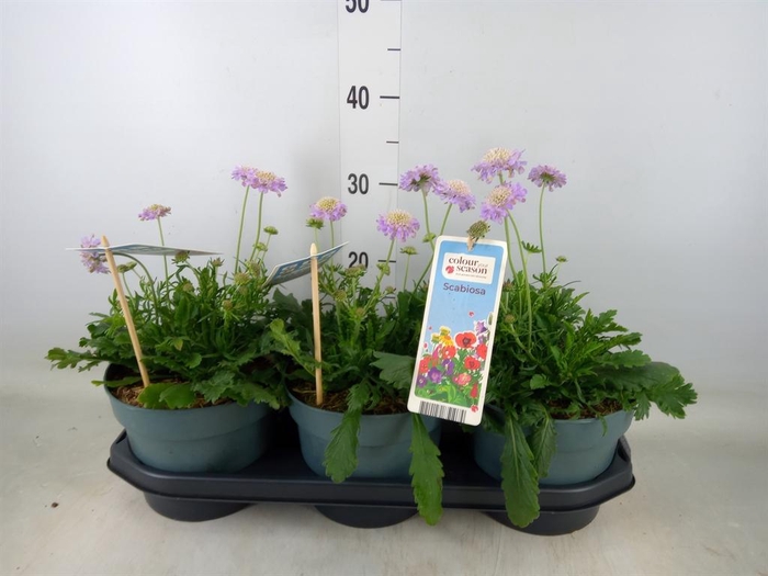 <h4>Scabiosa columb.</h4>